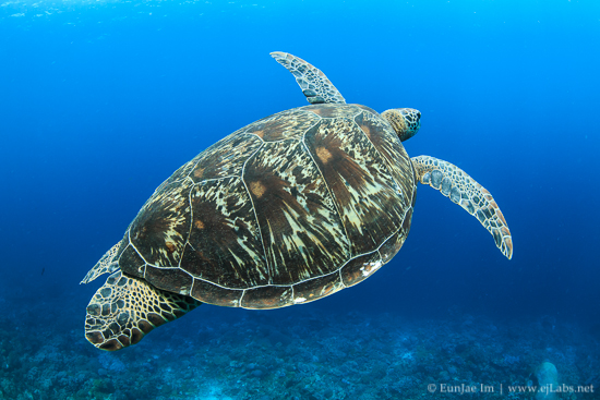 Hawksbill sea turtle._MK3_8102.jpg