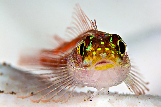 수중 접사 촬영 렌즈 선택 초점 거리 피사계 심도 화각 수중 촬영 정보 Underwater Kr